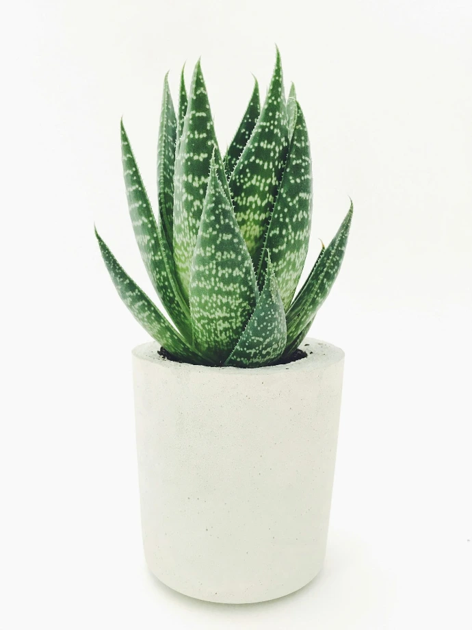Aloe vera in white pot
