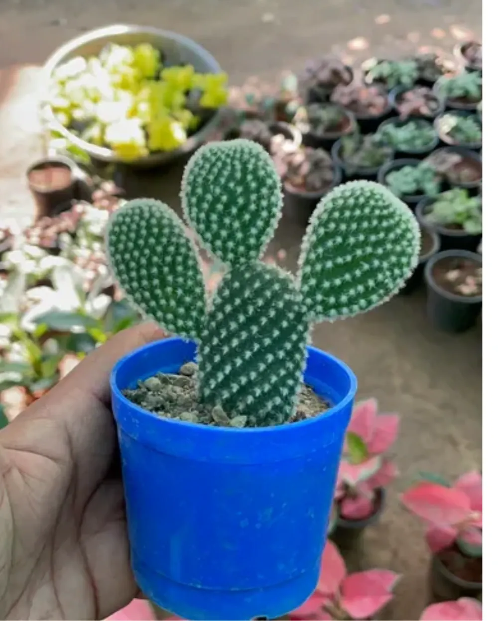Cactus Plant