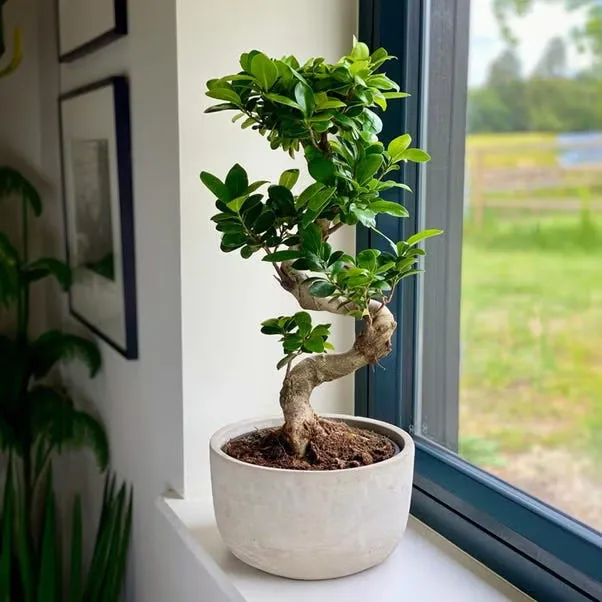 Ficus Bonsai